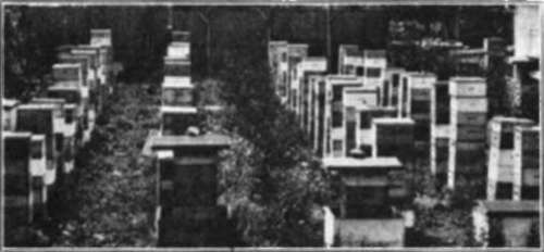 One of Morley Pettit's apiaries