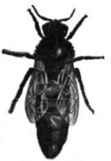 QUEEN Female
