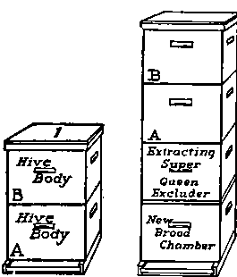 The diagram of a colony