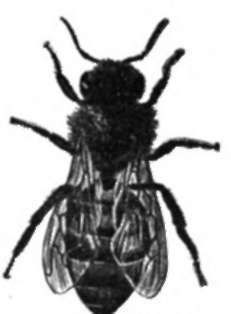 Worker Undeveloped Female