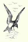 106 1 Guadalupe Petrel Oceanodroma Macrodactyla 183