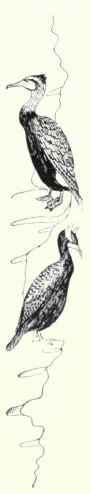 120 Double Crested Cormorant Phalacrocorax Auritus 213