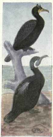 123 Pelagic Cormorant Phalacrocorax Pelagicus Pela 217