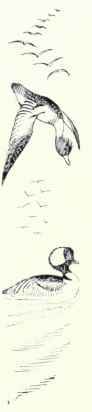 129 Merganser Mergus Americanus 234