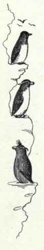 16 Cassin Auklet Ptychoramphus Aleuticus 41
