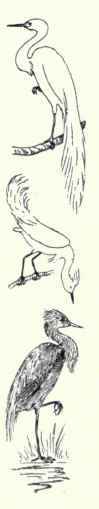 194a Northwest Coast Heron Ardea Herodias Fannini 343