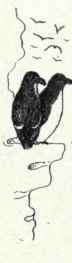 27 Black Guillemot Cepphus Grylle 56