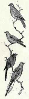 314 1 Scaled Pigeon Columba Squamosa 576
