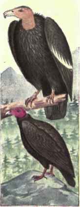 325 Turkey Vulture Cathartes Aura Septentrionalis 597