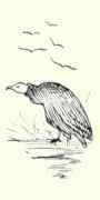 326 Black Vulture Catharista Uruba 599