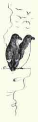 33 Great Auk Plautus Impennis 68