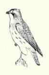 335 Harris s Hawk Parabuteo Unicinc Tus Harrisi 626