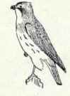 337b Western Red Tail Buteo Borealis Calurus 630