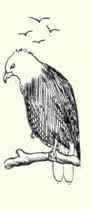 352a Northern Bald Eagle Haliaeetus Leucocephalus  660
