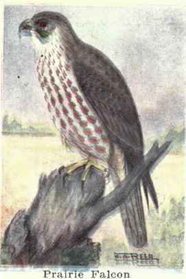 355 Prairie Falcon Falcon Mexicanus 666