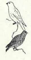 357b Richardson s Pigeon Hawk Falco Columbarius Ri 673