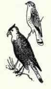 361 Cuban Sparrow Hawk Falco Sparveroides 682