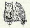 374a Dwarf Screech Owl Otus Flammeolus Idahcensis 716