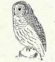 378 Burrowing Owl Speotyto Cunicularia Hypogaea 729
