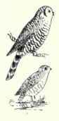 379 1 Hoskin s Pygmy Owl Glaucidium Hoskinsi 732