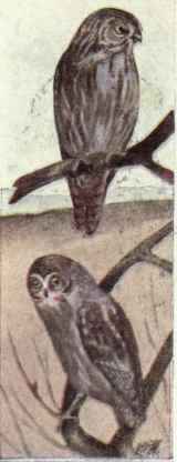 380 Ferruginous Pygmy Owl Glaucidium Phalaenoides 733