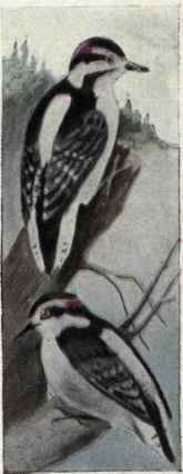 393f Queen Charlotte Woodpecker Dryobates Villosus 767