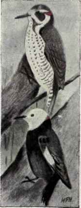 399 White Headed Woodpecker Xenopicus Albolarvatus 773