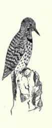 409 Red bellied Woodpecker Centurus Carolinus 793