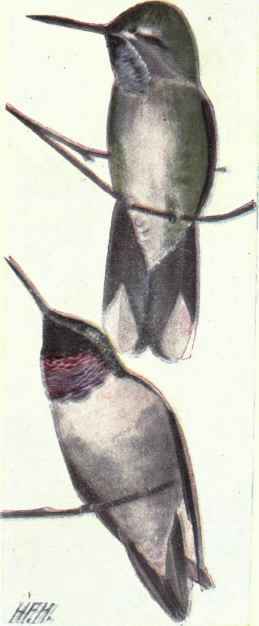 429 Black Chinned Hummingbird Archilochus Alexandr 836