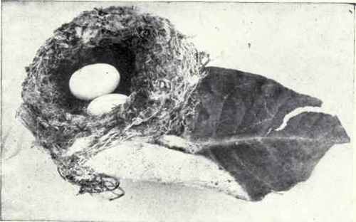 431 Anna s Hummingbird Calypte Anna 845