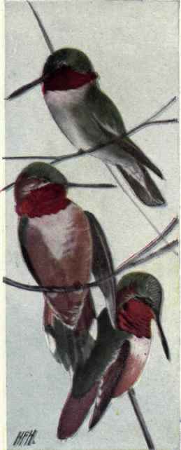 434 Allen s Hummingbird Selasphorus Alleni 847