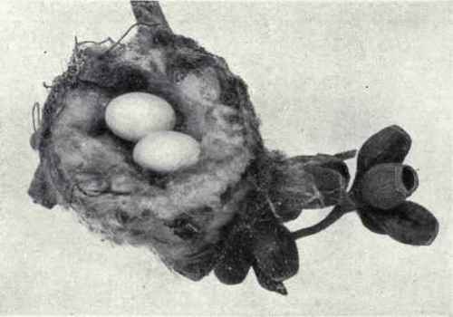 433 Rufous Hummingbird Selasphorus Rufus 848