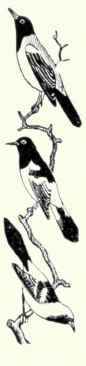 503 Audubon s Oriole Icterus Melanocephalus Audubo 1005