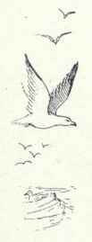 51 Herring Gull Larus Argentatus 101