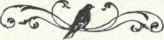 510 Brewer s Blackbird Euphagus Cyanocephalus 1020