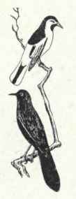 510 Brewer s Blackbird Euphagus Cyanocephalus 1021
