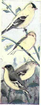 529b Willow Goldfinch Astragalinus Tristis Salicam 1059