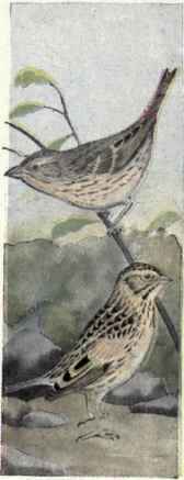 544 Large Billed Sparrow Passerculus Rostratus Ros 1087