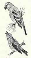 549 Sharp Tailed Sparrow Passerherbulus Caudacutus 1098