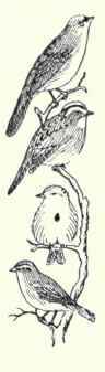 559 Tree Sparrow Spizella Monticola Monticola 1117