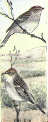 579 Rufous winged Sparrow Aimophila Carpalis 1149