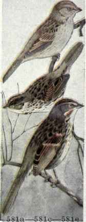 581e Rusty Song Sparrow Melospiza Melodia Morphna 1154