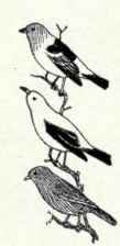 610a Cooper s Tanager Piranga Rubra Cooperi 1220