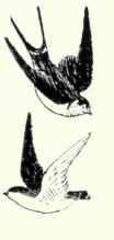 614 Tree Swallow White Bellied Swallow Iridoprocne 1231