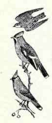 617 Rough Winged Swallow Stelgidopteryx Serripenni 1237