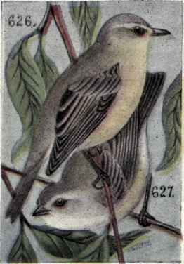 627 Warbling Vireo Vireosylva Gilva Gilva 1259