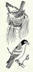 627 Warbling Vireo Vireosylva Gilva Gilva 1260