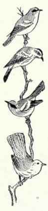 652b Alaska Yellow Warbler Dendroica Aestiva Rubig 1312