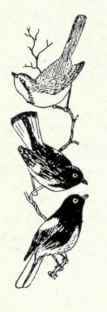 666 Golden Cheeked Warbler Dendroica Chrysoparia 1350