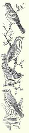 680 Macgillivray Warbler Oporornis Tolmiei 1385